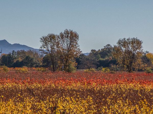 Wine Country Inn & Cottages Napa Valley